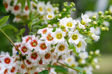 5 YELLOWHORN TREE Xanthoceras Sorbifolium aka Goldenhorn, Raintree, Chinese Flowering Chestnut - White Yellow Red Fragrant Flower Seeds
